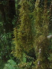Lepicolea