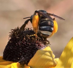 Svastra obliqua expurgata