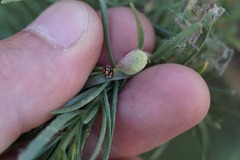 Adalia angulifera