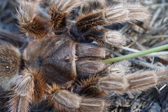 Grammostola rosea