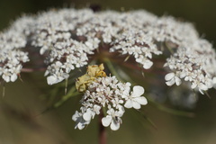 Phymata chilensis chilensis