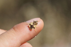 Phymata chilensis chilensis