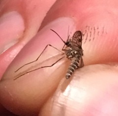 Culiseta incidens
