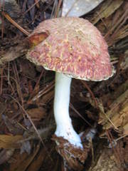 Boletellus ananas image