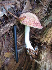 Boletellus ananas image