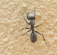 Camponotus niveosetosus