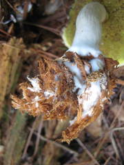 Boletellus ananas image