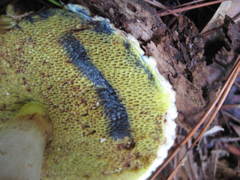 Boletellus ananas image