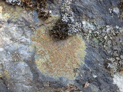 Rufoplaca arenaria