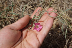 Convolvulus chilensis