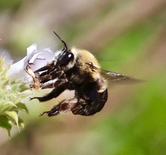 Habropoda tristissima
