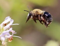 Habropoda tristissima