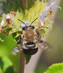 Habropoda tristissima