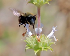 Habropoda tristissima