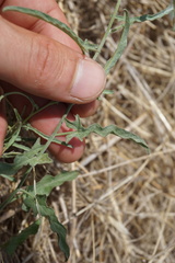 Convolvulus chilensis