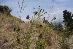 Salpiglossis sinuata