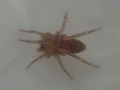Orsolobidae