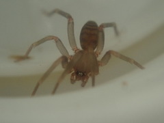 Orsolobidae
