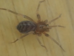 Orsolobidae