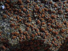Rufoplaca arenaria