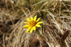 Chaetanthera ciliata