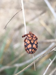 Dermacentor rhinocerinus