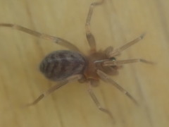 Orsolobidae