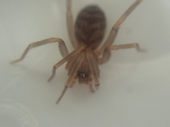 Orsolobidae