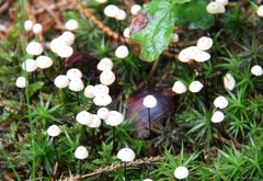 Marasmius wettsteinii
