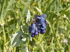 Cerinthe major