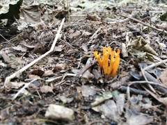 Calocera viscosa