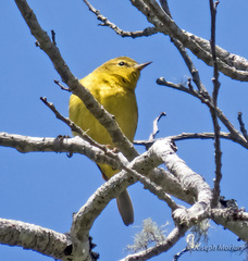 Leiothlypis celata lutescens