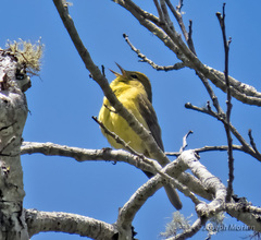 Leiothlypis celata lutescens