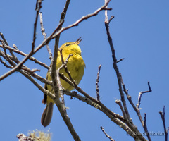 Leiothlypis celata lutescens