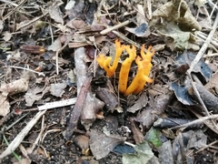 Calocera viscosa