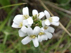 Arabis planisiliqua