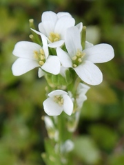 Arabis planisiliqua