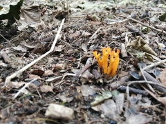 Calocera viscosa