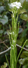 Arabis planisiliqua