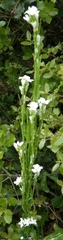Arabis planisiliqua