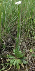 Arabis planisiliqua
