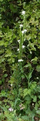 Arabis planisiliqua