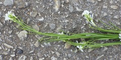 Arabis planisiliqua