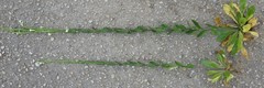 Arabis planisiliqua