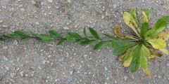 Arabis planisiliqua
