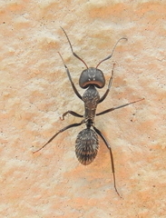 Camponotus niveosetosus