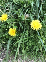 Taraxacum officinale