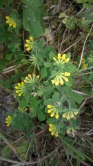 Lotus ornithopodioides