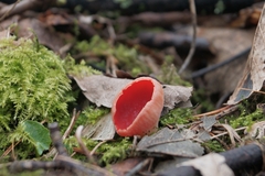 Sarcoscypha austriaca