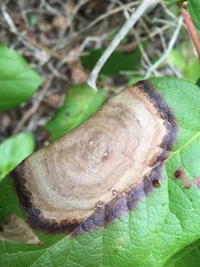 Valdensinia
